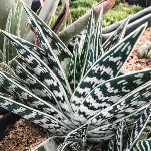 Алоэ пестрое [вариегата или тигровое]: описание и уход в домашних условиях