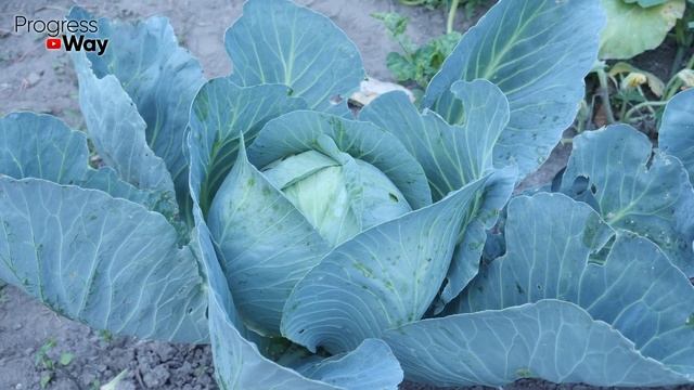 Вот так надо хранить капусту без потерь! Проблемы капусты при хранении!? смотреть онлайн