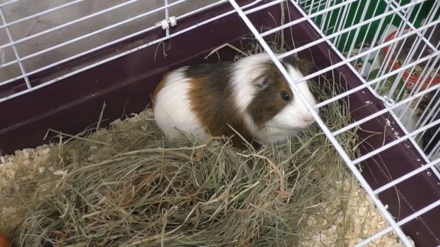 Нужна ли морской свинке пара? Одиночество морской свинки смотреть онлайн