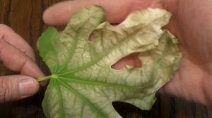 "Ужасное" заболевание кустов инжира : ))