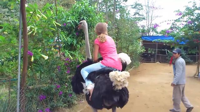 Слоны и страусы 2 смотреть онлайн