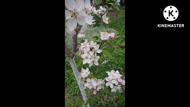 Яблоня в цвету. #Shorts смотреть онлайн