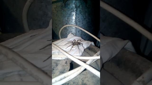 ? ОГРОМНЫЙ ТАРАНТУЛ МУТАНТ! смотреть онлайн