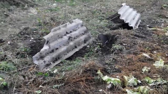 Укрытие винограда 05.11.16г. смотреть онлайн