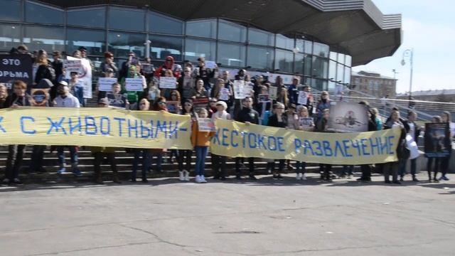 Пикет против эксплуатации животных у Цирка на проспекте Вернадского, 17 апреля 2016 смотреть онлайн