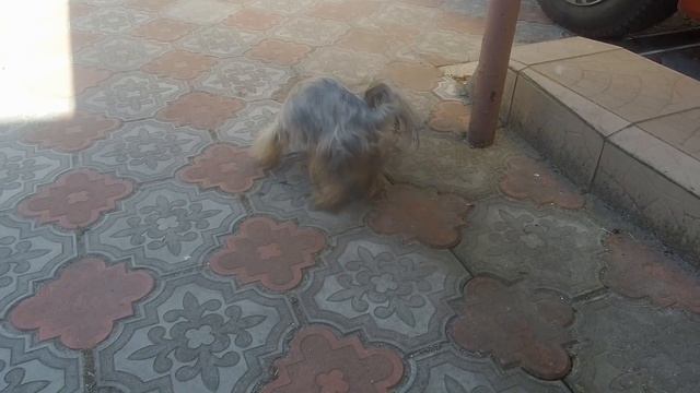 ТРАВА В РАЦИОНЕ ЙОРКА. Йорк ест траву. Какую траву можно йорку? смотреть онлайн