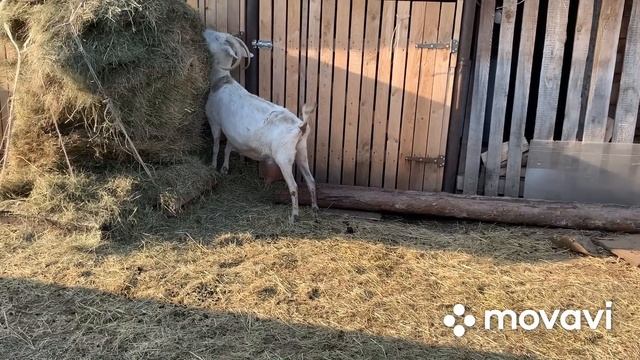 Козы.Отвечаю на комментарий//