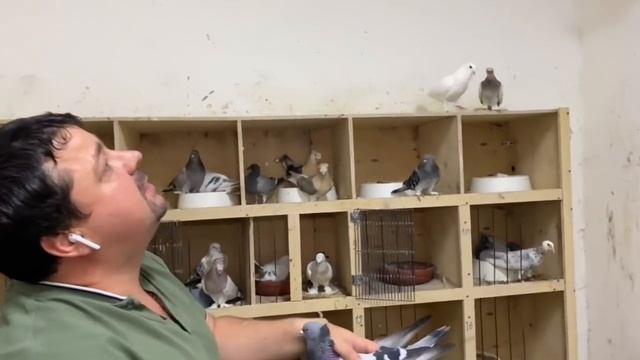 Бойные Голуби? Голуби Евгения разной породы Бакинские Цурецкие…#бойныеголуби #pigeons #bird #animal смотреть онлайн