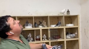 Бойные Голуби? Голуби Евгения разной породы Бакинские Цурецкие…#бойныеголуби #pigeons #bird #animal