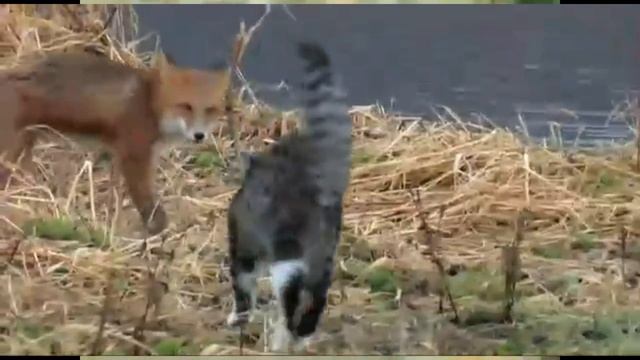 кот Базилио и лиса Алиса смотреть онлайн