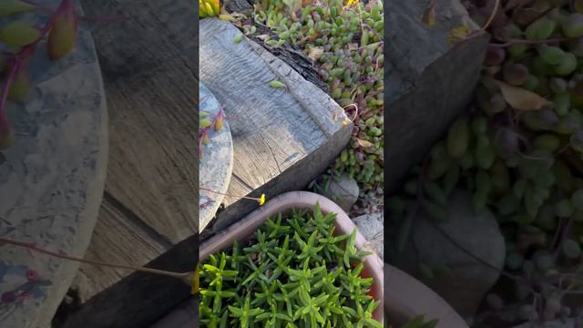 #succulents #succulentsplanterspot #gardendesign #frontyardlandscaping #garden смотреть онлайн