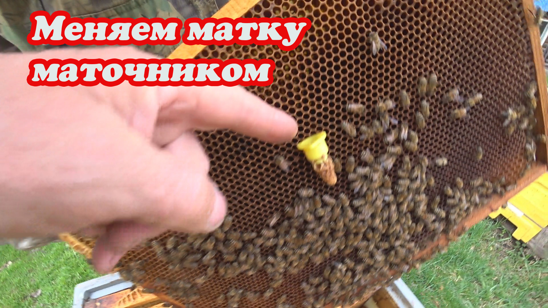 СМЕНА НЕПЛОДНОЙ СВИЩЕВОЙ МАТКИ, ВЫСТАВКА НУКЛЕУСОВ ДЛЯ ОБЛЁТА МАТОК. смотреть онлайн