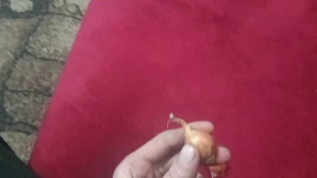 Выращивания лука на зелень зимой на подоконнику. Бизнес план. смотреть онлайн