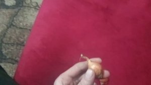 Выращивания лука на зелень зимой на подоконнику. Бизнес план.