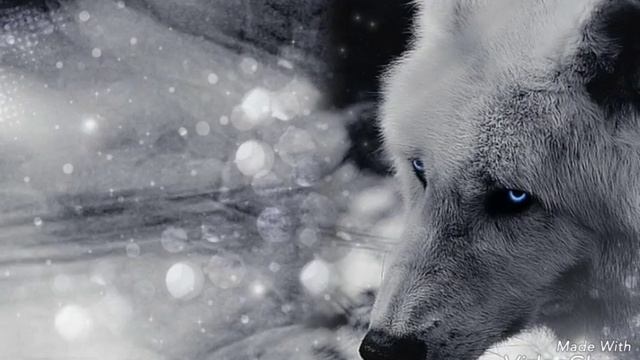 Wolf)))Под песню"Тебе назло" смотреть онлайн