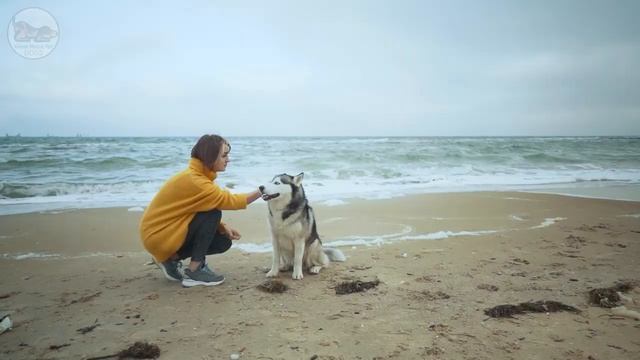 24 Hours of Music for Dogs with Anxiety: TV for Dogs & Boredom Busting Videos with Music for Dogs смотреть онлайн