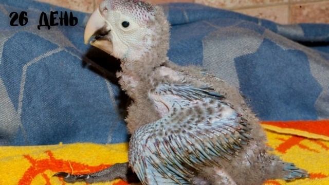 Процесс превращения новорождённого ПТЕНЦА в шикарного ПОПУГАЯ/ Попугай ара смотреть онлайн