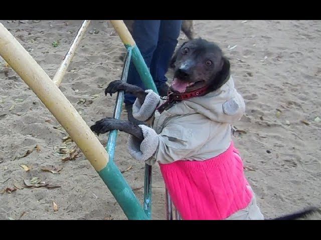 С новым годом 2018 собаки видео! Мексиканская голая Собака выполняет команды! смотреть онлайн