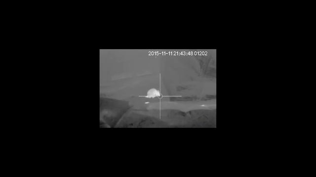 Foxing and Ratting with the Pulsar Apex Thermal Riflescope смотреть онлайн