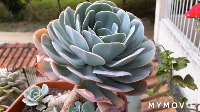Echeveria imbricata e sedeveria Letizia смотреть онлайн