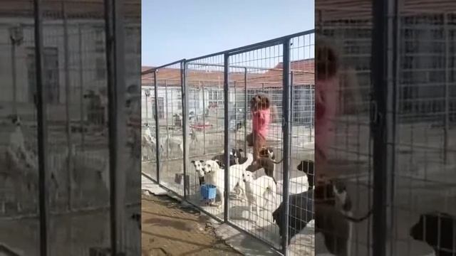 я пошел смотреть онлайн