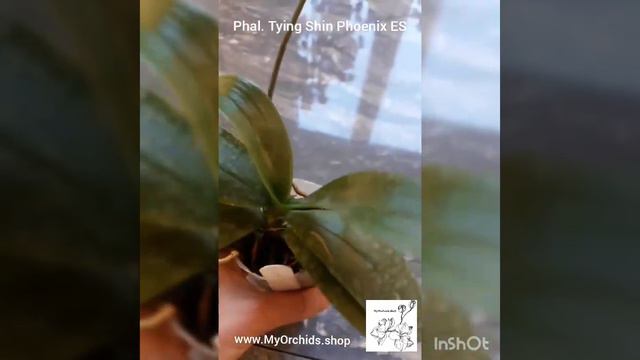Phalaenopsis Tying Shin Phoenix ES смотреть онлайн