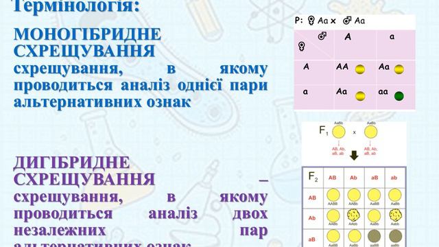 Генетика. Закони Менделя. Генетичні позначення та терміни #генетика #біологія #зно #мендель смотреть онлайн