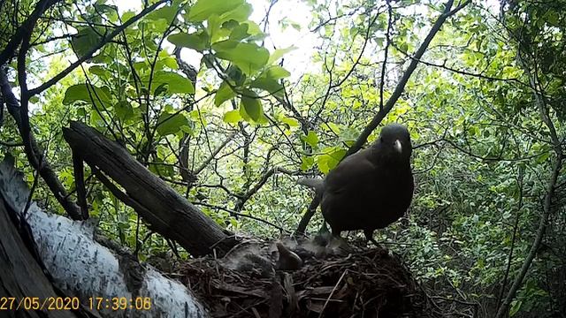Жизнь чёрных дроздов смотреть онлайн