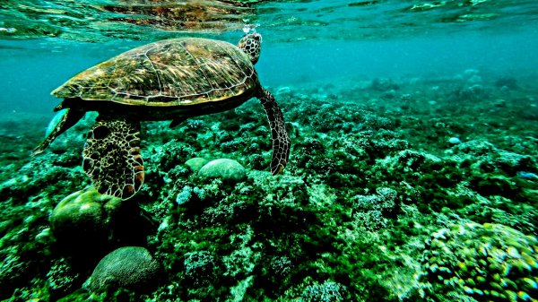 ?Красивый подводный мир. Музыка для Релаксации. Музыка для Медитации. Музыка для Сна.Фоновая музыка