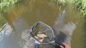 Ловля на сухую мушку. Июнь. Малоречье.  Dry fly fishing. June. A small river.