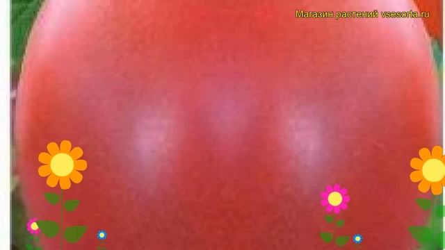 Томат обыкновенный Матреша. Краткий обзор описание характеристик где купить семена