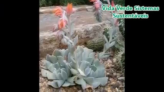 Topsy Turvy , SUCULENTA como CUIDAR смотреть онлайн