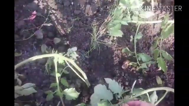 Польза картона!!!Цветёт ИПОМЕЯ! смотреть онлайн