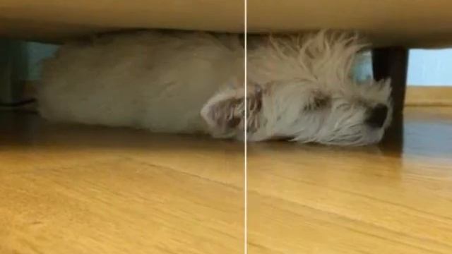 Мои собаки Бостон и Глория смотреть онлайн