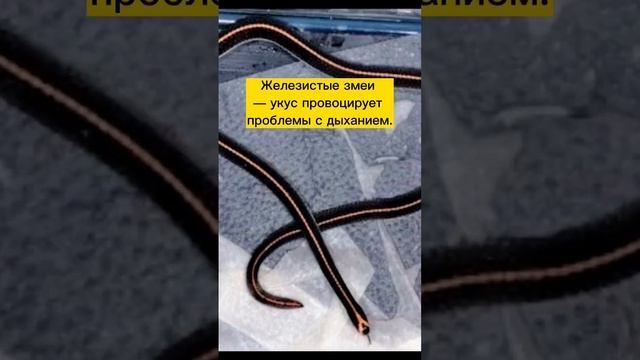 Топ 5 самых опасных ЗМЕЙ на Бали #бали #жизньнабали #балиблог #змеи #баливлог смотреть онлайн