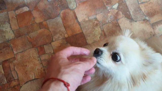 Чем кормить шпица ? Полезная еда для собак ? Что кушает померанский шпиц смотреть онлайн