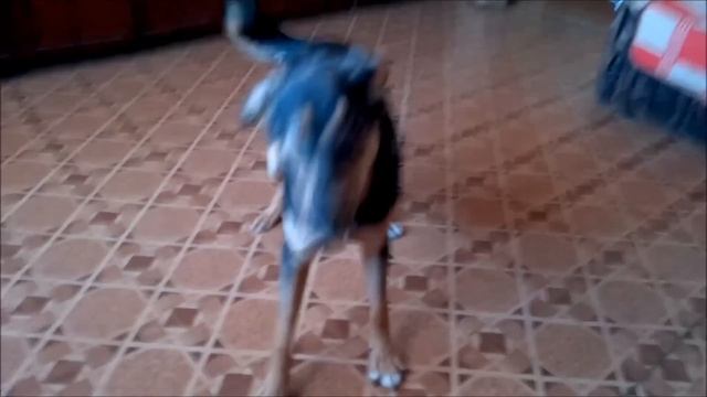 Пример видео снятый на Asus Transformer Pad TF300TG смотреть онлайн