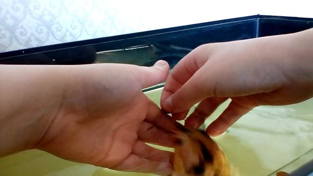 СУПЕР! ручной клариевый сом в аквариуме смотреть онлайн