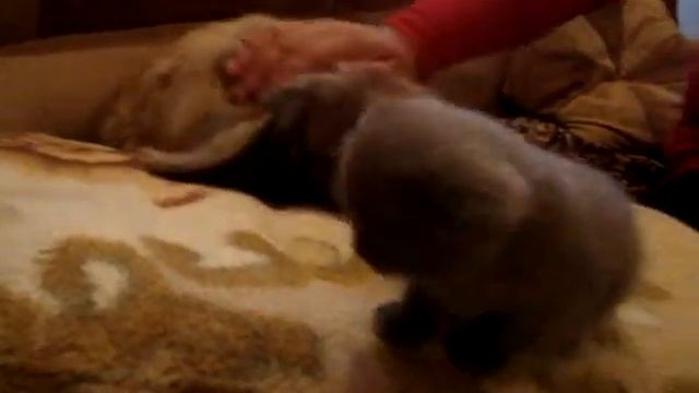 Сабака гладит одно месячного кота вислоухого
