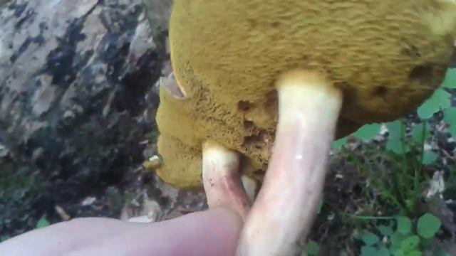 Imleria badia (Xerocomus Spadiceus) Smeđi Baršunovac смотреть онлайн