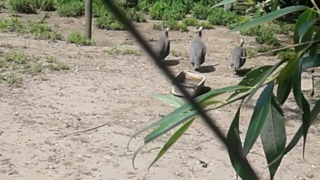 Поездка в город:цветы,цесарки и фазаны!Телятам жарко! смотреть онлайн