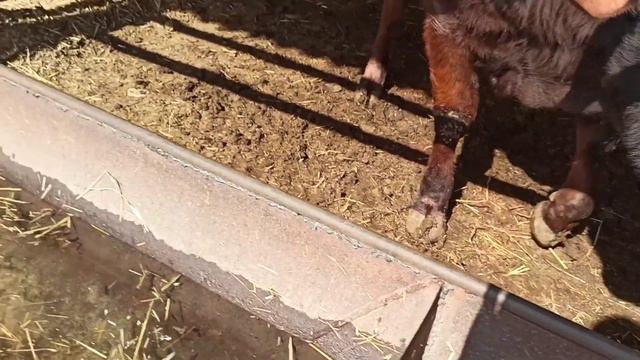ИНГУШЕТИЯ/ ПРЕКРАСНЫЕ БЫЧКИ, НОВЫЙ ЗАВОЗ/ ШИКАРНЫЙ ВЫБОР смотреть онлайн