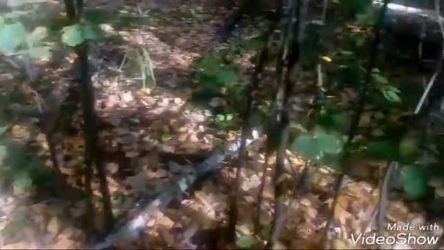 Макс идет за грибами,чуть не потерялись😱 смотреть онлайн