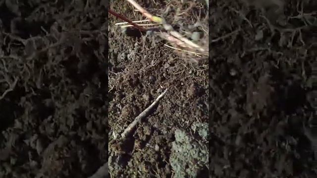 Дерен (2 часть-итог размножения) смотреть онлайн