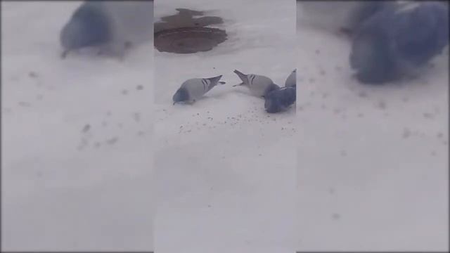 Ассорти из жизни скалистых голубей в Хакасии 2021 02 22 21 09 20 смотреть онлайн