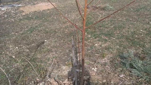 Правильная обрезка деревьев: вишня, черешня, персик, нектарин, абрикос, слива, яблоня, груша. смотреть онлайн