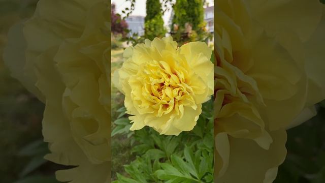 Itoh Bartzella peony. Finally it bloomed after 3 years. Bought it from clearance sale, had fungus. смотреть онлайн