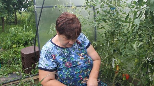 САМЫЕ УРОЖАЙНЫЕ ТОМАТЫ! НАЗЫВАЮ СОРТА, ПОКАЗЫВАЮ РЕЗУЛЬТАТ. 13. 07.20 смотреть онлайн