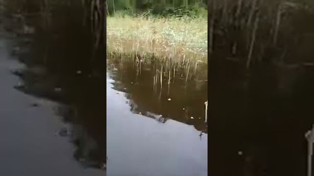 Ловля щуки в зарослях на Незацепляйку Плотвица Nord Waters смотреть онлайн