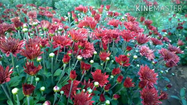 ఎర్ర చామంతి /Red Chrysanthemum смотреть онлайн